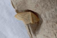 Scopula floslactata