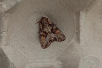 Lacanobia w-latinum