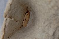 Agonopterix