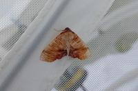 Plagodis dolabraria