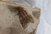 Peridea anceps