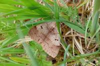 Minucia lunaris