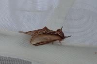 Pheosia tremula