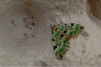 Colostygia pectinataria