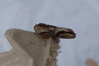 Egira conspicillaris