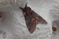 Notodonta dromedarius