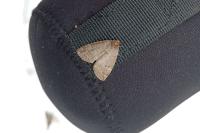Ochropacha duplaris