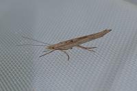 Ypsolopha mucronella