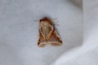 Habrosyne pyritoides