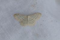 Idaea subsericeata