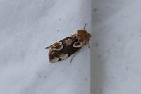 Thyatira batis