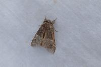 Drymonia dodonaea
