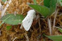 Spilosoma lubricipeda