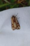 Actinotia polyodon