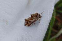 Actinotia polyodon