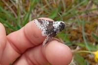 Furcula bicuspis
