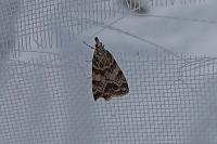 Scoparia pyralella