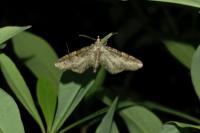 Gymnoscelis rufifasciata