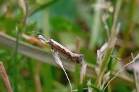 Plutella xylostella