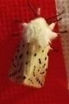Spilosoma lubricipeda