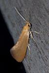 Crassa tinctella