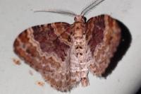 Xanthorhoe spadicearia/ferrugata