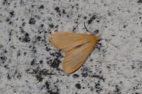 Wittia sororcula