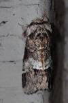 Drymonia dodonaea
