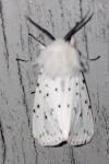 Spilosoma lubricipeda