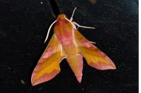 Deilephila porcellus