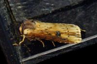 Axylia putris
