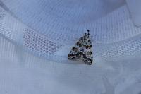 Scoparia pyralella