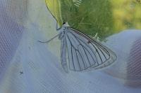 Siona lineata