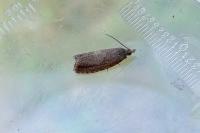 Dichrorampha