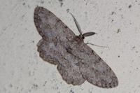 Hypomecis punctinalis