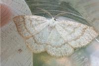 Cabera exanthemata