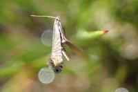 Glyphipterix thrasonella