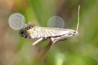 Glyphipterix thrasonella