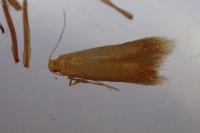 Tischeria ekebladella