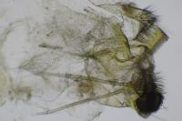 Tischeria ekebladella
