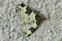 Xanthorhoe fluctuata