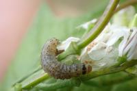 Cnephasia