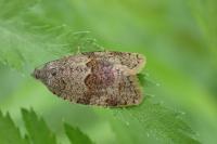 Syndemis musculana