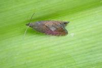 Dichrorampha plumbana