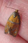 Ptycholoma lecheana