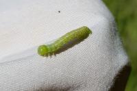 Epirrita