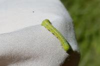 Epirrita