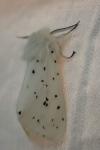 Spilosoma lubricipeda