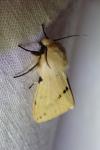 Spilarctia lutea