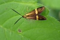 Nemophora degeerella